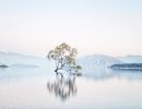 That Wanaka Tree